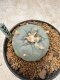 Lophophora Williamsii 6-7 cm 10 years old seed ownroot flower seedling ロフォフォラ　烏羽玉　仔吹き　サボテン