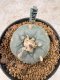 Lophophora Williamsii 6-7 cm 10 years old seed ownroot flower seedling ロフォフォラ　烏羽玉　仔吹き　サボテン