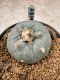 Lophophora Williamsii 6-7 cm 10 years old seed ownroot flower seedling ロフォフォラ　烏羽玉　仔吹き　サボテン