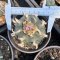 6 plants x Lophophora Williamsii mother size 6-10 cm 20 years old seed ownroot flower seedling ロフォフォラ　烏羽玉　仔吹き サボテン