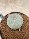 Lophophora Williamsii 6-7 cm 10 years old seed ownroot flower seedling ロフォフォラ　烏羽玉　仔吹き　サボテン