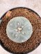 Lophophora Williamsii 6-7 cm 10 years old seed ownroot flower seedling ロフォフォラ　烏羽玉　仔吹き　サボテン