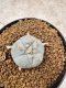 Lophophora Williamsii 6-7 cm 10 years old seed ownroot flower seedling ロフォフォラ　烏羽玉　仔吹き　サボテン