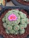 Lophophora Fricii mother size 12 cm 12 years old seed ownroot flower seedling ロフォフォラ　烏羽玉　仔吹き サボテン