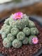 Lophophora Fricii mother size 12 cm 12 years old seed ownroot flower seedling ロフォフォラ　烏羽玉　仔吹き サボテン