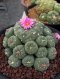 Lophophora Fricii mother size 12 cm 12 years old seed ownroot flower seedling ロフォフォラ　烏羽玉　仔吹き サボテン