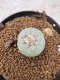 Lophophora Williamsii 6-7 cm 10 years old seed ownroot flower seedling ロフォフォラ　烏羽玉　仔吹き　サボテン