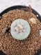 Lophophora Williamsii 6-7 cm 10 years old seed ownroot flower seedling ロフォフォラ　烏羽玉　仔吹き　サボテン