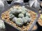 Lophophora fricii monstrose 5 cm 7 years old seed ownroot flower seedling ロフォフォラ　烏羽玉　仔吹き