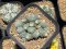 Lophophora fricii monstrose 5 cm 7 years old seed ownroot flower seedling ロフォフォラ　烏羽玉　仔吹き