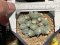 Lophophora fricii monstrose 5 cm 7 years old seed ownroot flower seedling ロフォフォラ　烏羽玉　仔吹き