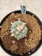 Lophophora Williamsii 6-7 cm 10 years old seed ownroot flower seedling ロフォフォラ　烏羽玉　仔吹き　サボテン