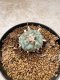 Lophophora Williamsii 6-7 cm 10 years old seed ownroot flower seedling ロフォフォラ　烏羽玉　仔吹き　サボテン