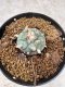 Lophophora Williamsii 6-7 cm 10 years old seed ownroot flower seedling ロフォフォラ　烏羽玉　仔吹き　サボテン