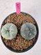 Lophophora Williamsii 5-6 cm 10 years old seed ownroot flower seedling ロフォフォラ　烏羽玉　仔吹き サボテン