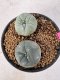 Lophophora Williamsii 5-6 cm 10 years old seed ownroot flower seedling ロフォフォラ　烏羽玉　仔吹き サボテン