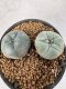 Lophophora Williamsii 5-6 cm 10 years old seed ownroot flower seedling ロフォフォラ　烏羽玉　仔吹き サボテン