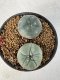 Lophophora Williamsii 5-6 cm 10 years old seed ownroot flower seedling ロフォフォラ　烏羽玉　仔吹き サボテン