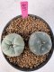 Lophophora Williamsii 5-6 cm 10 years old seed ownroot flower seedling ロフォフォラ　烏羽玉　仔吹き サボテン