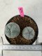 Lophophora Williamsii 5-6 cm 10 years old seed ownroot flower seedling ロフォフォラ　烏羽玉　仔吹き サボテン