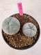 Lophophora Williamsii 5-6 cm 10 years old seed ownroot flower seedling ロフォフォラ　烏羽玉　仔吹き サボテン