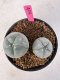 Lophophora Williamsii 5-6 cm 10 years old seed ownroot flower seedling ロフォフォラ　烏羽玉　仔吹き サボテン