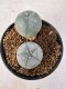 Lophophora Williamsii 5-6 cm 10 years old seed ownroot flower seedling ロフォフォラ　烏羽玉　仔吹き サボテン