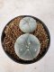 Lophophora Williamsii 5-6 cm 10 years old seed ownroot flower seedling ロフォフォラ　烏羽玉　仔吹き サボテン