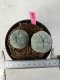 Lophophora Williamsii 5-6 cm 10 years old seed ownroot flower seedling ロフォフォラ　烏羽玉　仔吹き サボテン