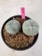 Lophophora Williamsii 5-6 cm 10 years old seed ownroot flower seedling ロフォフォラ　烏羽玉　仔吹き サボテン