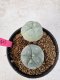 Lophophora Williamsii 5-6 cm 10 years old seed ownroot flower seedling ロフォフォラ　烏羽玉　仔吹き サボテン