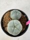 Lophophora Williamsii 5-6 cm 10 years old seed ownroot flower seedling ロフォフォラ　烏羽玉　仔吹き サボテン