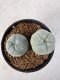 Lophophora Williamsii 5-6 cm 10 years old seed ownroot flower seedling ロフォフォラ　烏羽玉　仔吹き サボテン