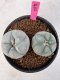 Lophophora Williamsii 5-6 cm 10 years old seed ownroot flower seedling ロフォフォラ　烏羽玉　仔吹き サボテン