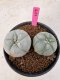 Lophophora Williamsii 5-6 cm 10 years old seed ownroot flower seedling ロフォフォラ　烏羽玉　仔吹き サボテン