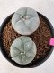 Lophophora Williamsii 5-6 cm 10 years old seed ownroot flower seedling ロフォフォラ　烏羽玉　仔吹き サボテン