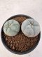 Lophophora Williamsii 5-6 cm 10 years old seed ownroot flower seedling ロフォフォラ　烏羽玉　仔吹き サボテン