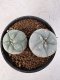 Lophophora Williamsii 5-6 cm 10 years old seed ownroot flower seedling ロフォフォラ　烏羽玉　仔吹き サボテン