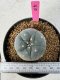 Lophophora Williamsii 5-6 cm 10 years old seed ownroot flower seedling ロフォフォラ　烏羽玉　仔吹き サボテン