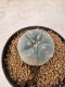 Lophophora Williamsii 5-6 cm 10 years old seed ownroot flower seedling ロフォフォラ　烏羽玉　仔吹き サボテン