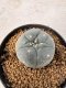 Lophophora Williamsii 5-6 cm 10 years old seed ownroot flower seedling ロフォフォラ　烏羽玉　仔吹き サボテン