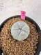 Lophophora Williamsii 5-6 cm 10 years old seed ownroot flower seedling ロフォフォラ　烏羽玉　仔吹き サボテン