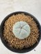 Lophophora Williamsii 5-6 cm 10 years old seed ownroot flower seedling ロフォフォラ　烏羽玉　仔吹き サボテン