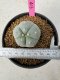 Lophophora Williamsii 5-6 cm 10 years old seed ownroot flower seedling ロフォフォラ　烏羽玉　仔吹き サボテン