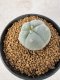 Lophophora Williamsii 5-6 cm 10 years old seed ownroot flower seedling ロフォフォラ　烏羽玉　仔吹き サボテン