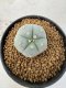 Lophophora Williamsii 5-6 cm 10 years old seed ownroot flower seedling ロフォフォラ　烏羽玉　仔吹き サボテン