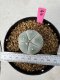 Lophophora Williamsii 5-6 cm 10 years old seed ownroot flower seedling ロフォフォラ　烏羽玉　仔吹き サボテン