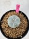 Lophophora Williamsii 5-6 cm 10 years old seed ownroot flower seedling ロフォフォラ　烏羽玉　仔吹き サボテン