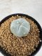 Lophophora Williamsii 5-6 cm 10 years old seed ownroot flower seedling ロフォフォラ　烏羽玉　仔吹き サボテン