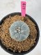 Lophophora Williamsii 5-6 cm 10 years old seed ownroot flower seedling ロフォフォラ　烏羽玉　仔吹き サボテン